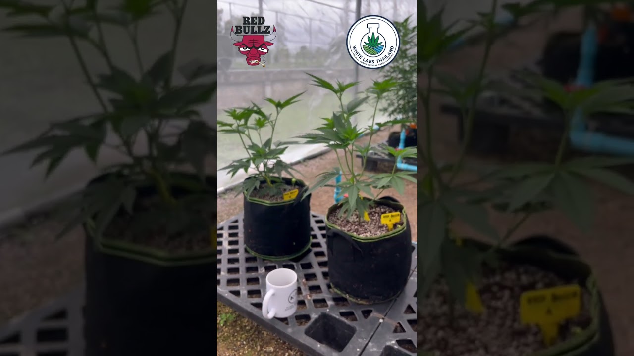 Red Bullz &ndash; Loud Fruit Terpenes & Premium Indoor Craft