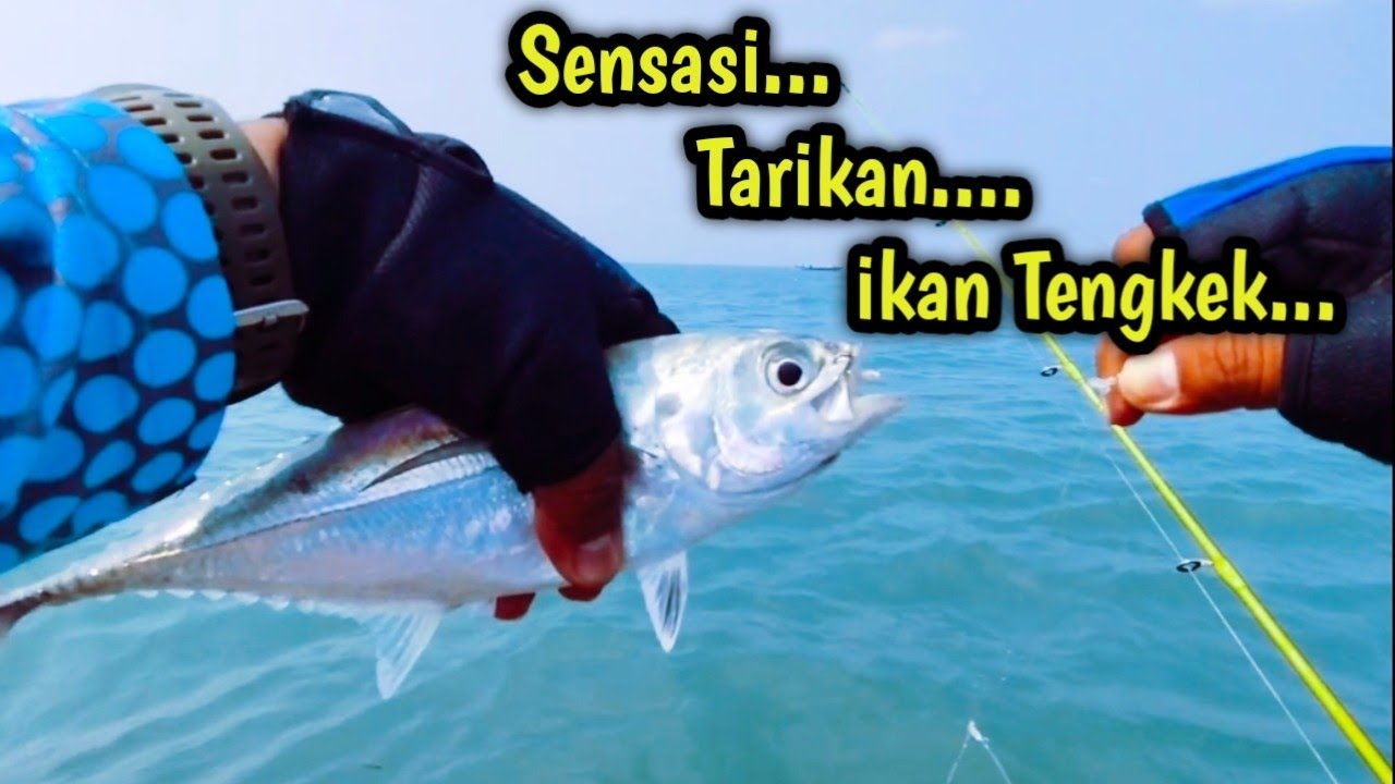 REKOR😱 Mancing di laut dapat ikan Tengkek 1 kwintal di Muara Bendera | Muara gembong-bekasi 