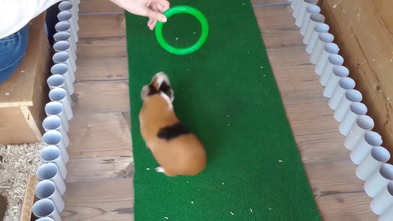 Parcour für Meerschweinchen!