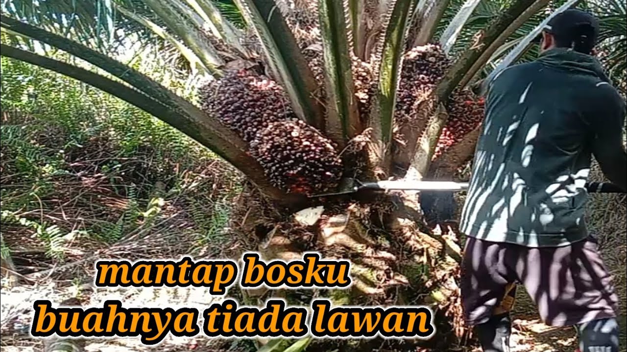 mantap bosku panen sawit unggul sj 3 dikawasan bukit buahnya super besar@remichannel8726