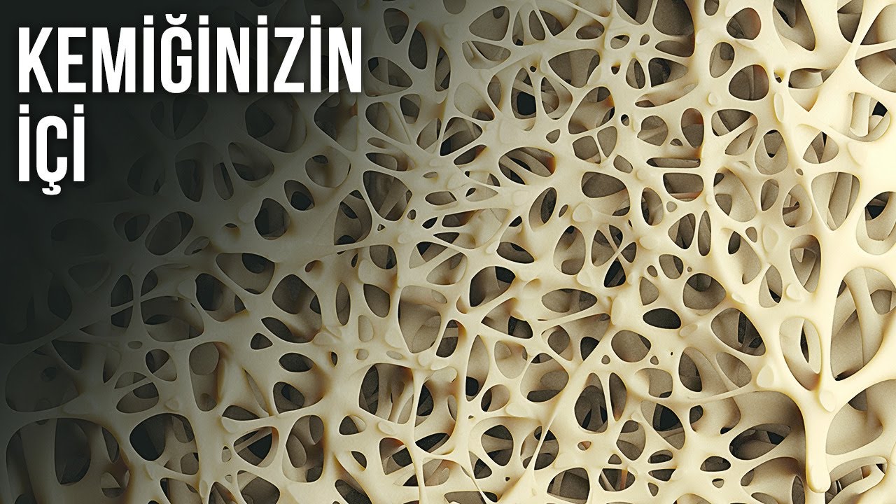 Bu Minik Kemik Sayesinde Hayattasınız