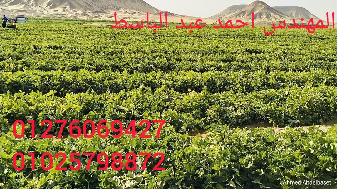 100 فدان بالواحات البحريه ✅ بالبير 💧 بالطاقه 💥 بالسكن 🏛️ بسعر مناسب للجميع 💥🔝