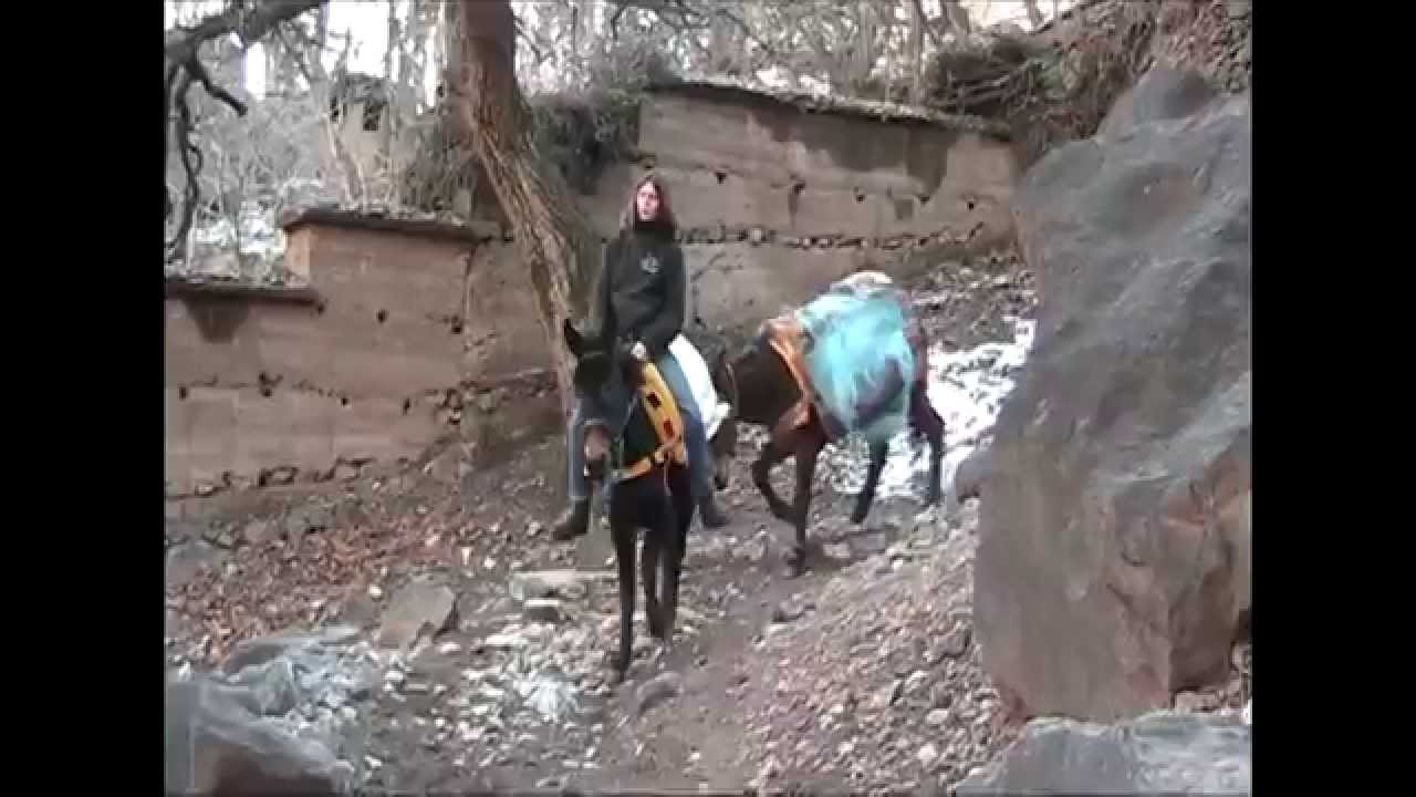 Kasbah Mules - Bella's first ride