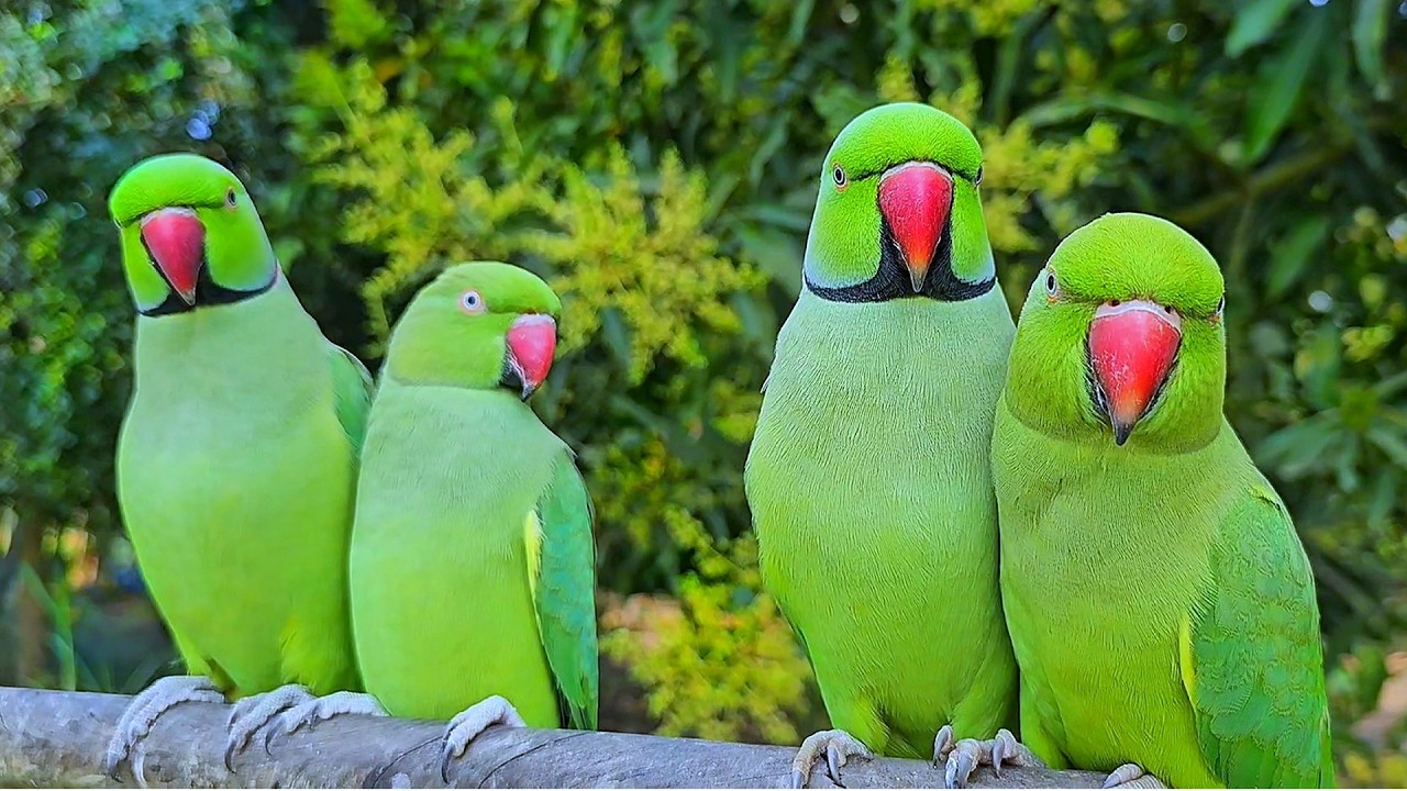 Green Ringneck Parrot Video