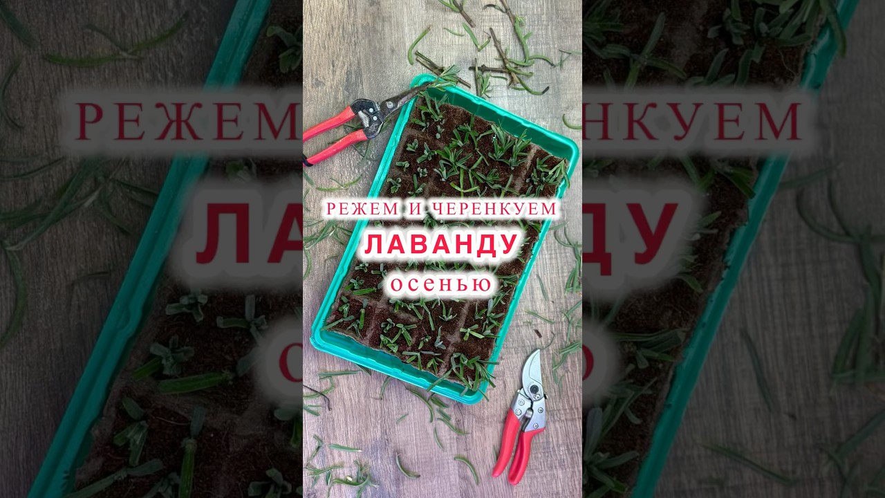 Осенняя обрезка и черенкование лаванды.#лаванда #обрезкалаванды #черенкование #черенкованиелаванды