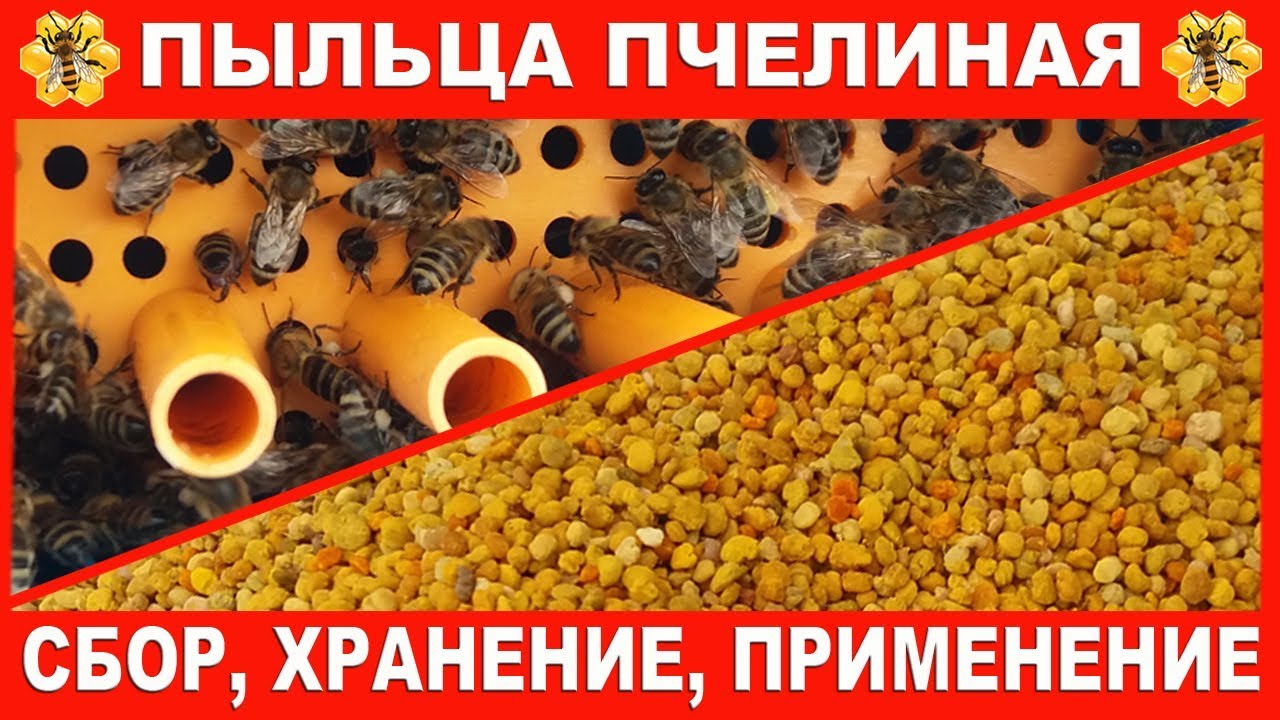 Пыльца пчелиная. Сбор и хранение.