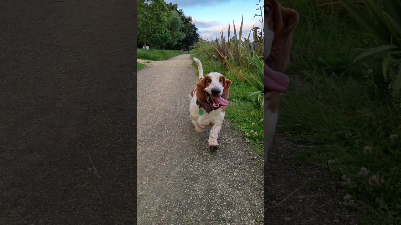 Happy Basset hound running 