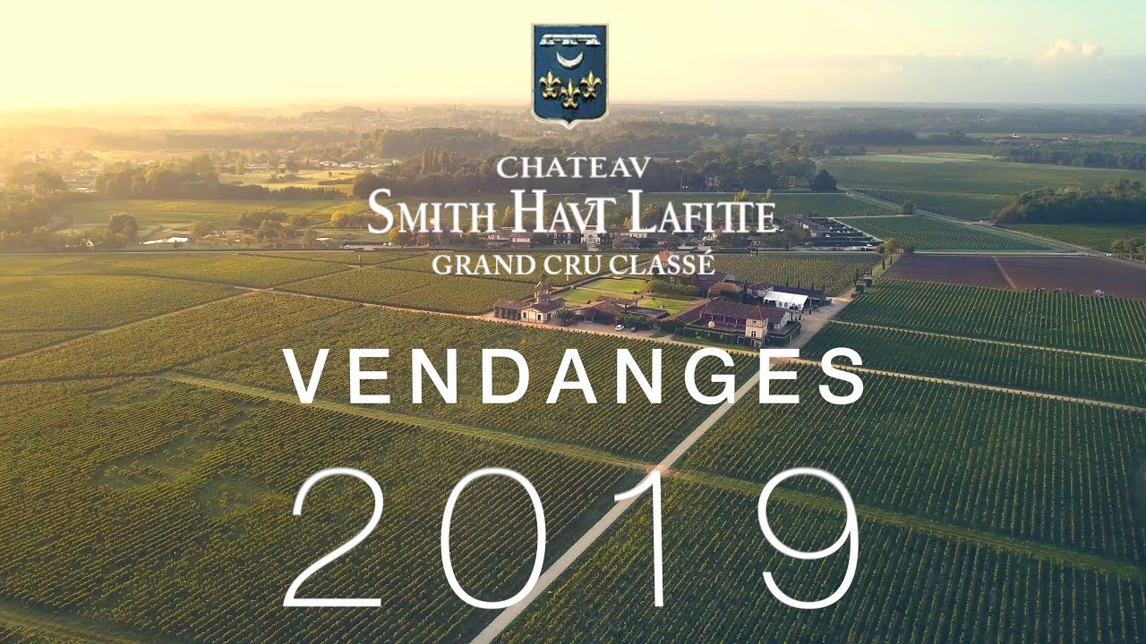 Vendanges 2019 au château Smith Haut Lafitte - Reportage