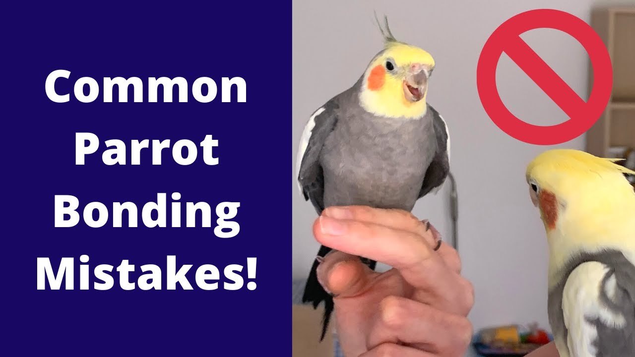 Распространенные ошибки при построении отношений с попугаями | TheParrotTeacher