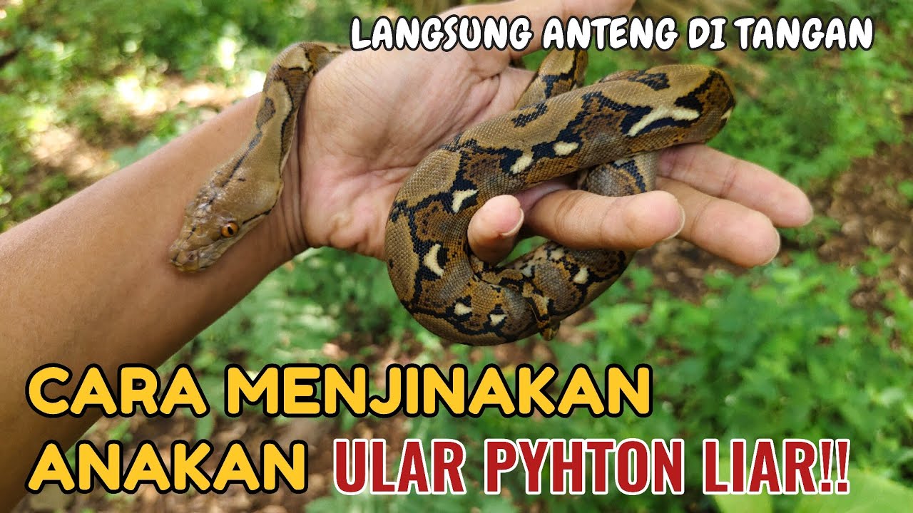 CARA MENJINAKAN ANAKAN ULAR PYTHON LIAR HASIL RESCUE