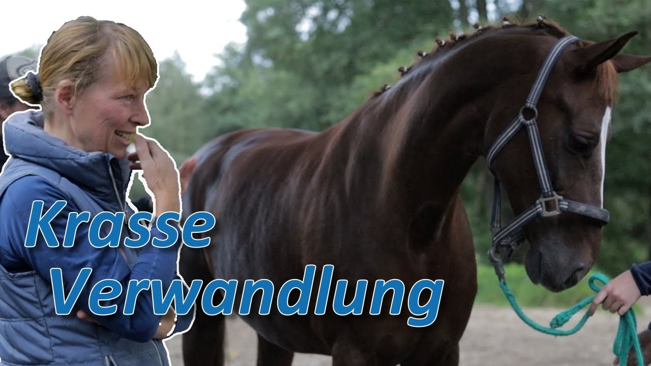 So eine Verwandlung hat sie nicht erwartet! Besitzerin erkennt ihr Pferd nicht wieder