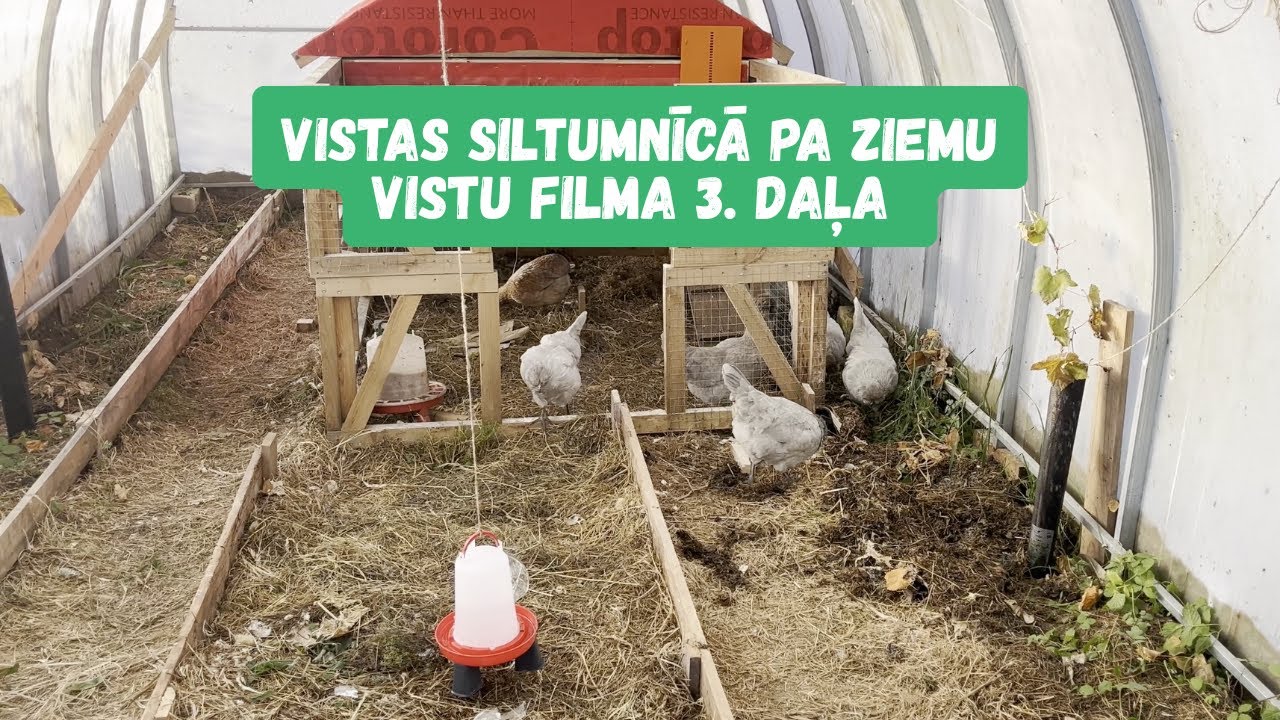 Vistu filma S01E03 – Gudrā ziemas kūts siltumnīcā ar automātisko barotavu un dzirdinātavu!