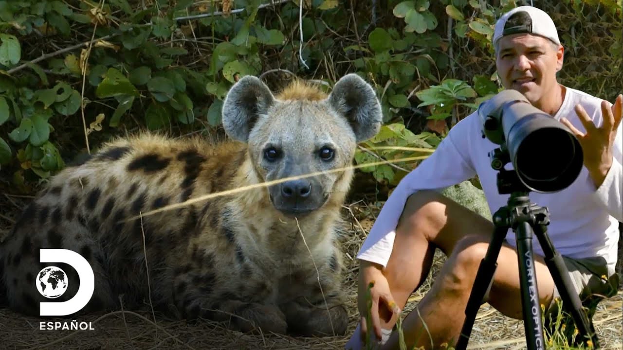 3 animales icónicos de sus países | Wild Frank | Discovery en Español