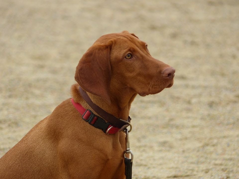 Olive - Hungarian Vizsla - 2 Week Residential Dog Training