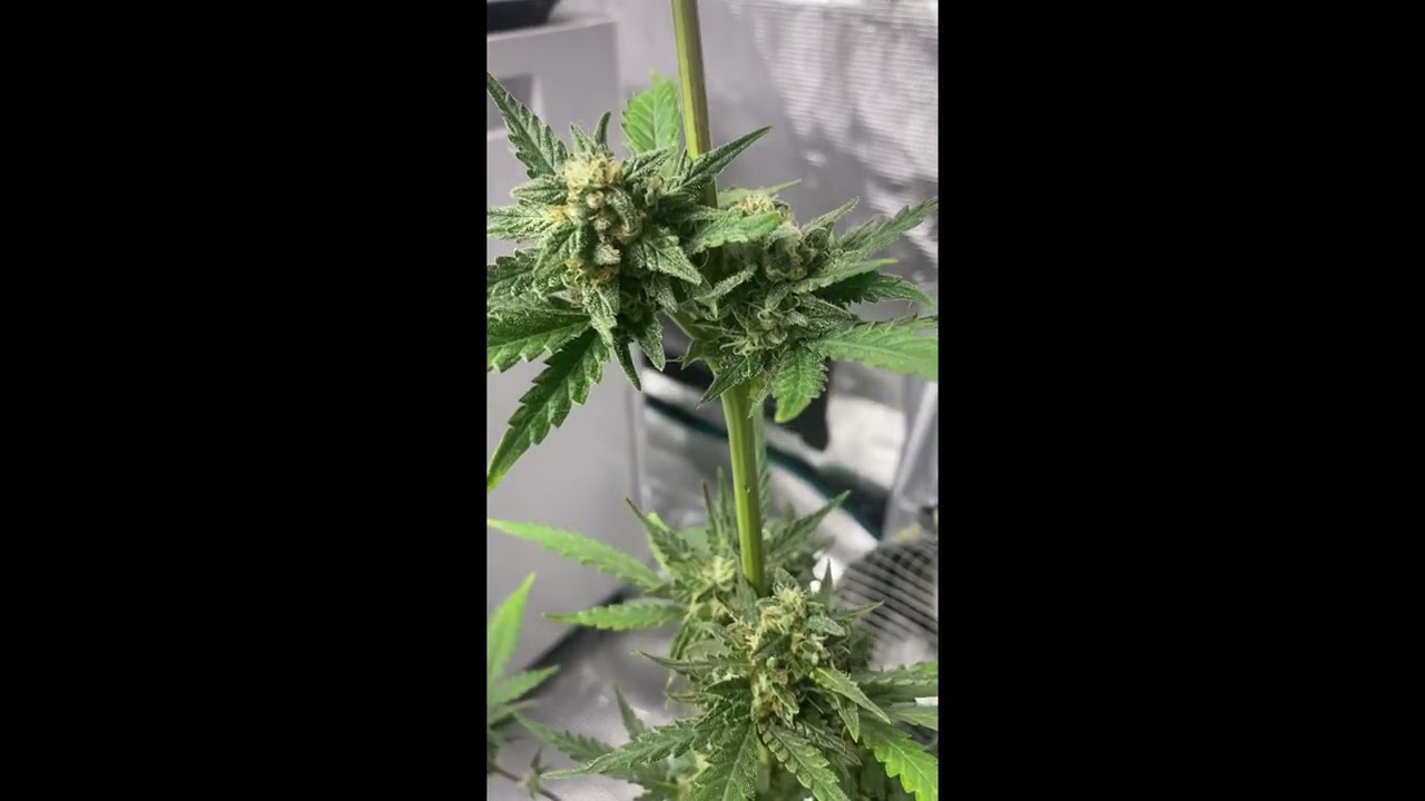 Fast Buds Girl Scout Cookies Auto Fast Buds  @MarsHydro_official