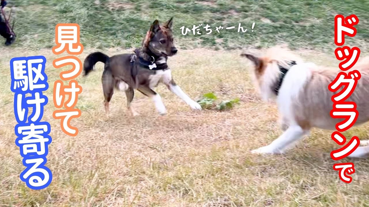 いつも一緒だけど、姉犬ひだりを見つけて坂を駆けてきたチャーリー