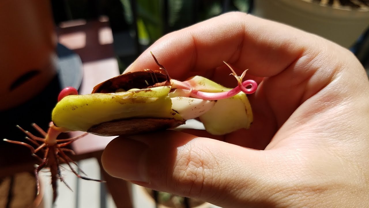 Growing a Honey Mango Seed, Days 0-12