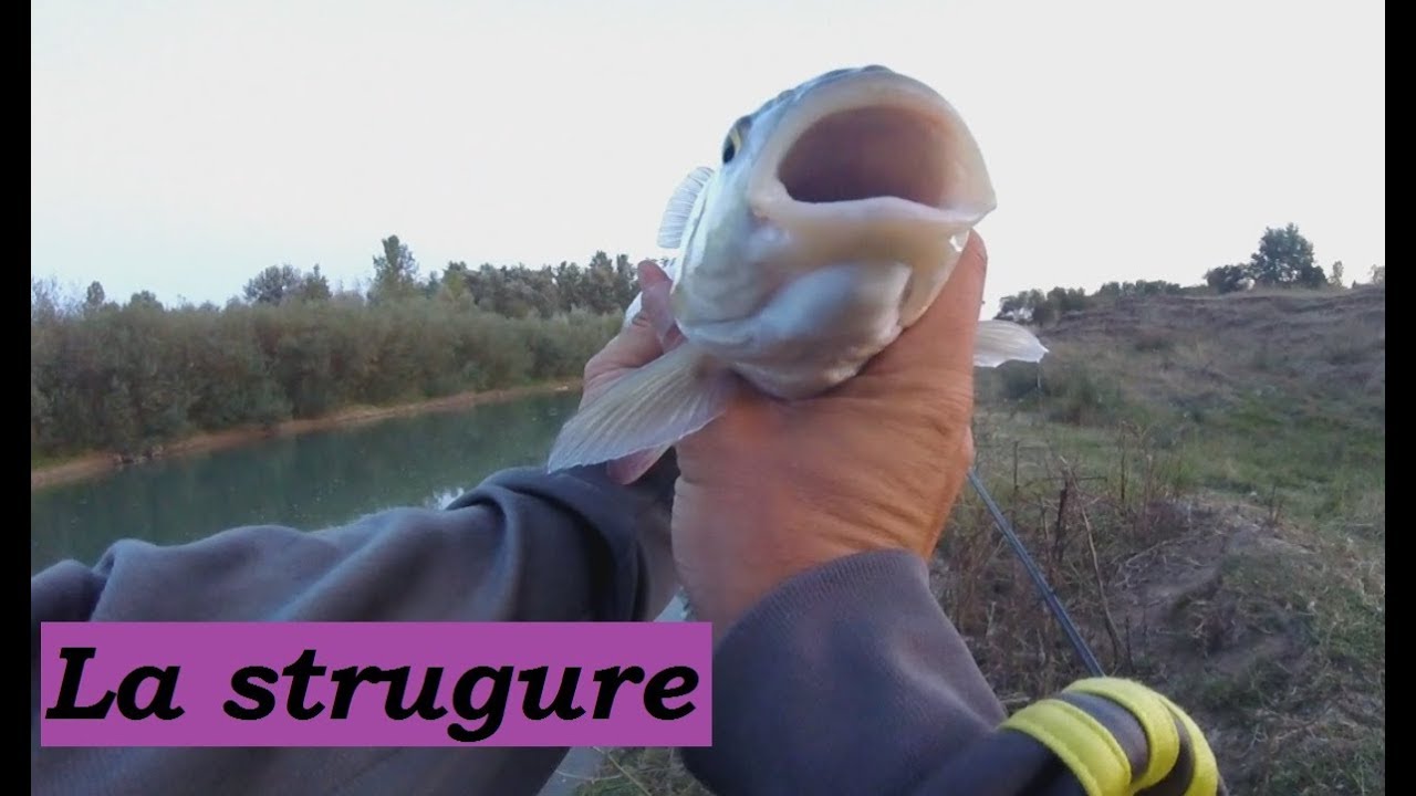 Pescuit la strugure - primul clean serios
