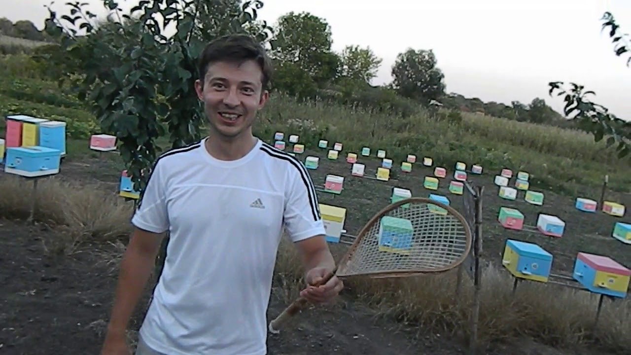 Бакфаст. На пасеке Дмитрия Олейника.