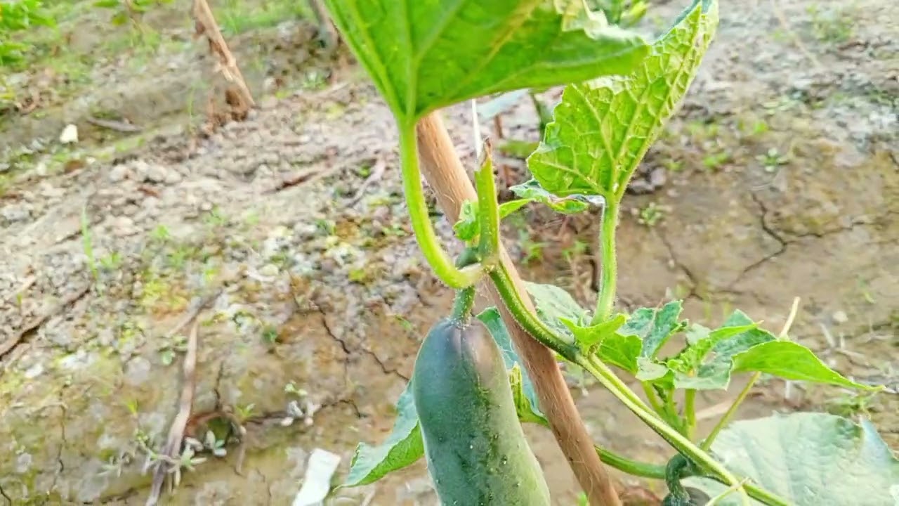আলহামদুলিল্লাহ শসা বড় হচ্ছে,,, 