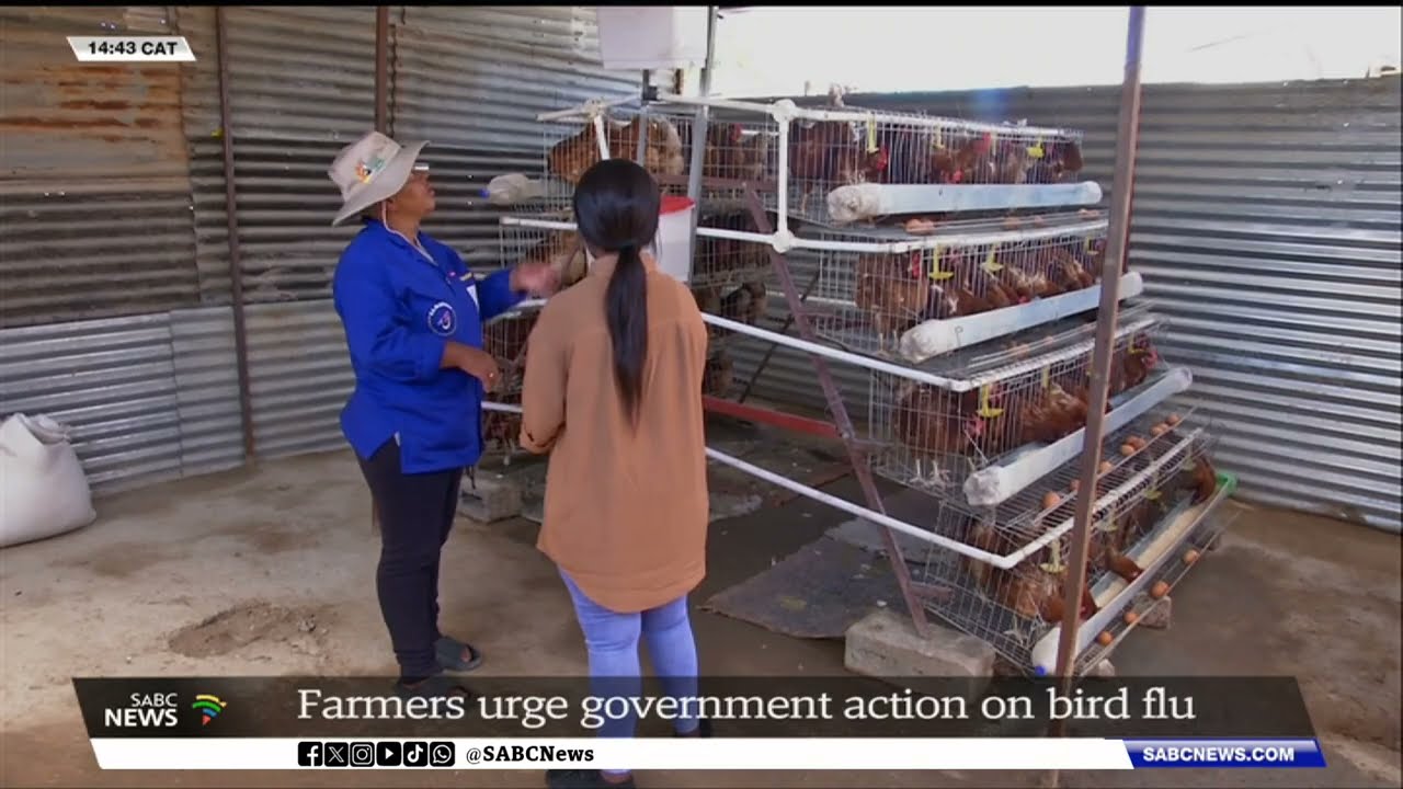Poultry farmers urge government to take action amid warnings of a resurgence of bird flu