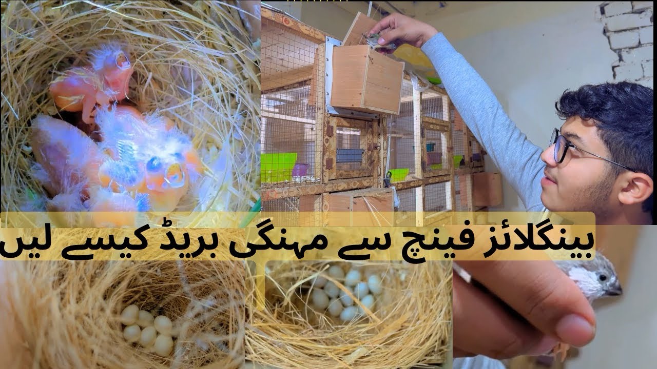 Society finches and Goldian finches breeding update| finches breeding progress #birds #finches #vlog