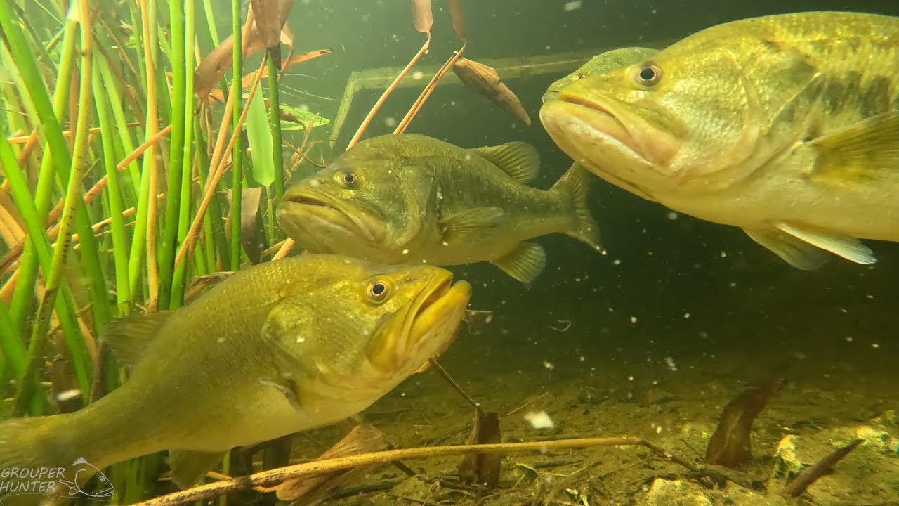 Amazing Underwater Everglades Video (Found Big Bass, Peacock Bass Cichlids, and Other Fish)