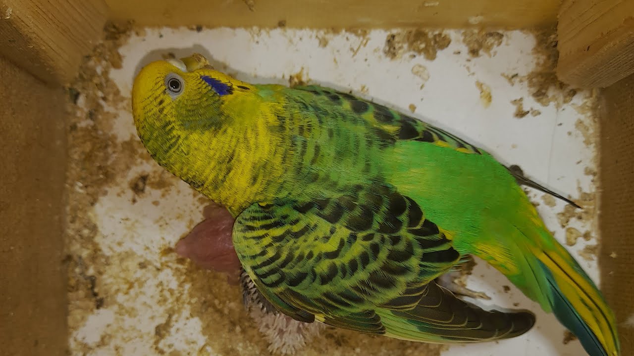 Happy Parrots TV  03.03.2026