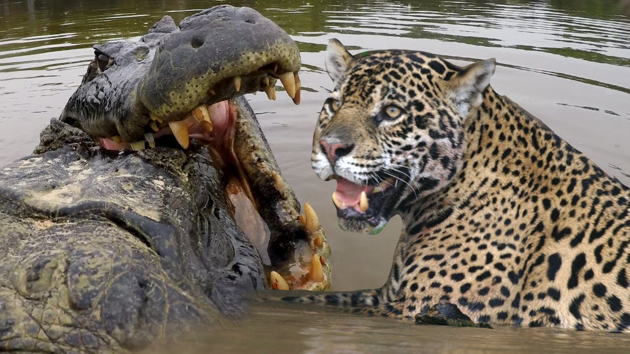 JAGUAR VS CROC Fight To Death | Love Nature