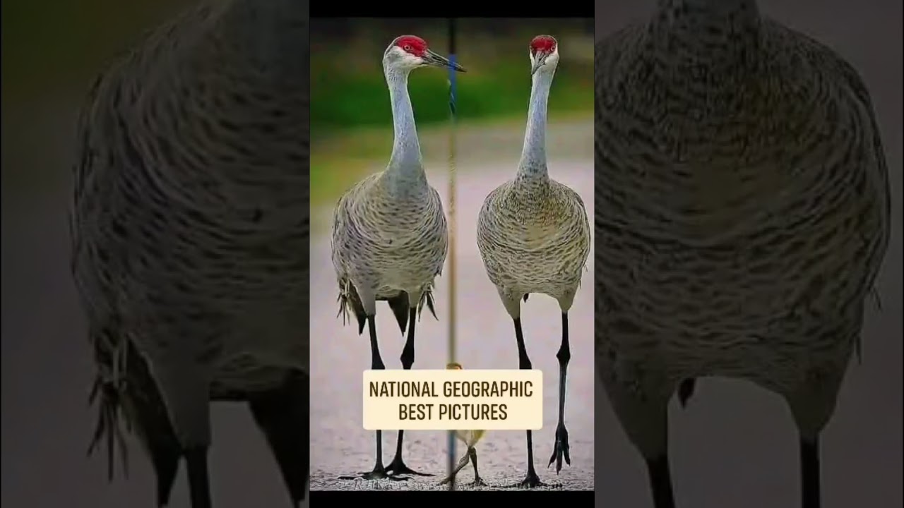 Лучшие фотографии National Geographic #ytshorts #nationalgeographic #picoftheday