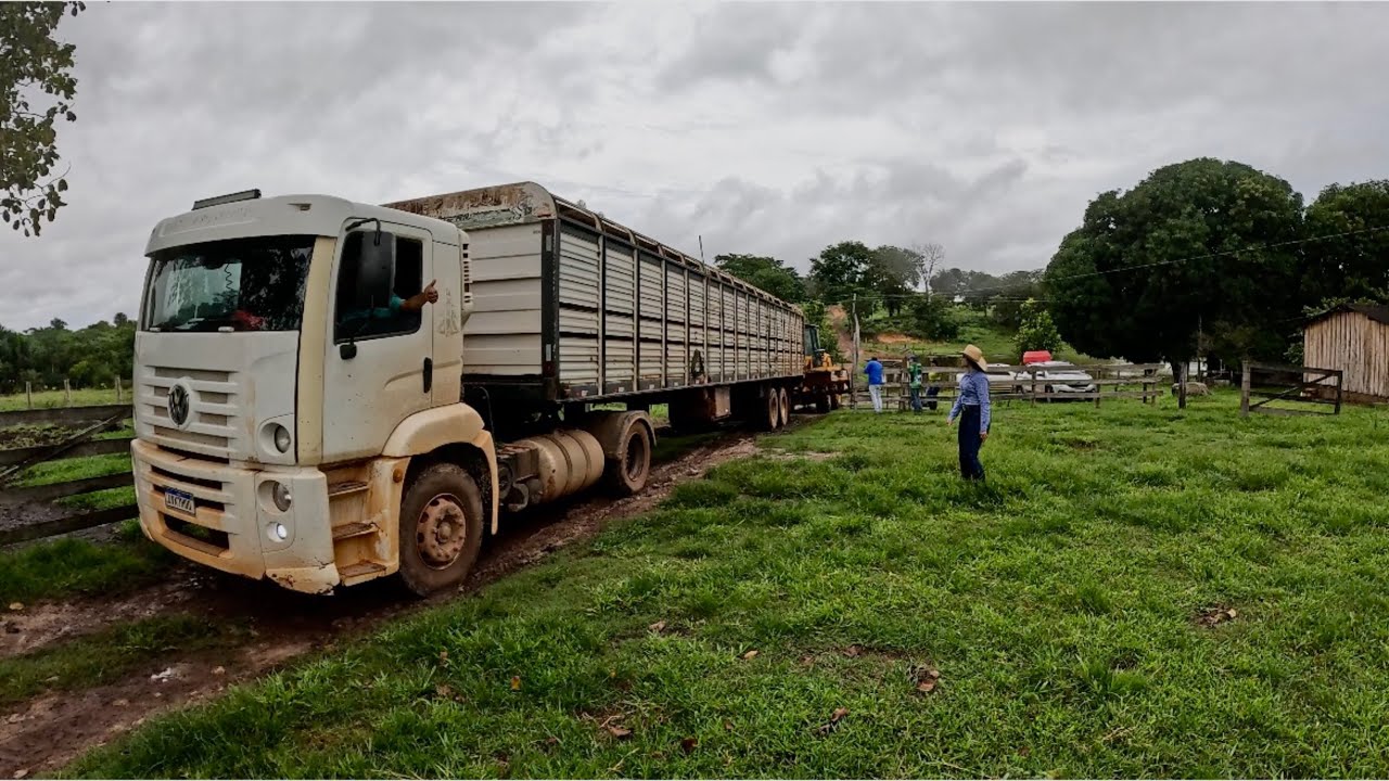 AGORA‼️CARRETA FICOU GARRADA CHEIA DE VACAS PARIDAS|| OLHA NO QUE DEU⚠️
