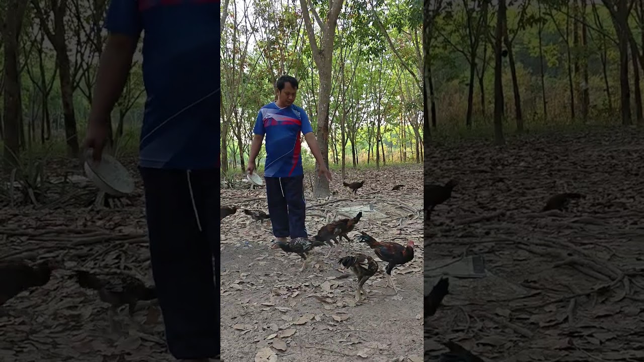 บรรยากาศยามเช้ากับไก่พม่าครับ