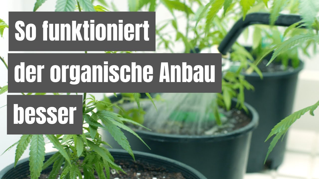 Wie ich meine CANNABIS Pflanzen richtig gie&szlig;e | Auf Erde beim organischen Anbau