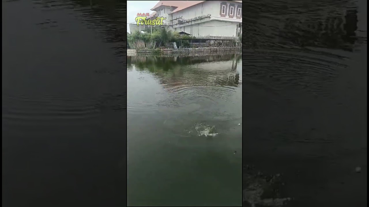 Strike bandeng guys.. #shorts #storymancing #mancing #fishing