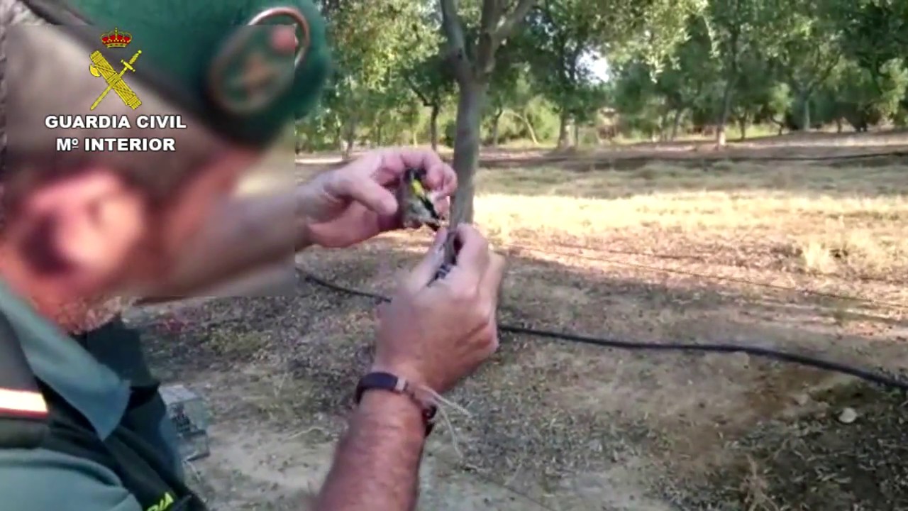 Detenido por caza furtiva de pájaros en Huelva