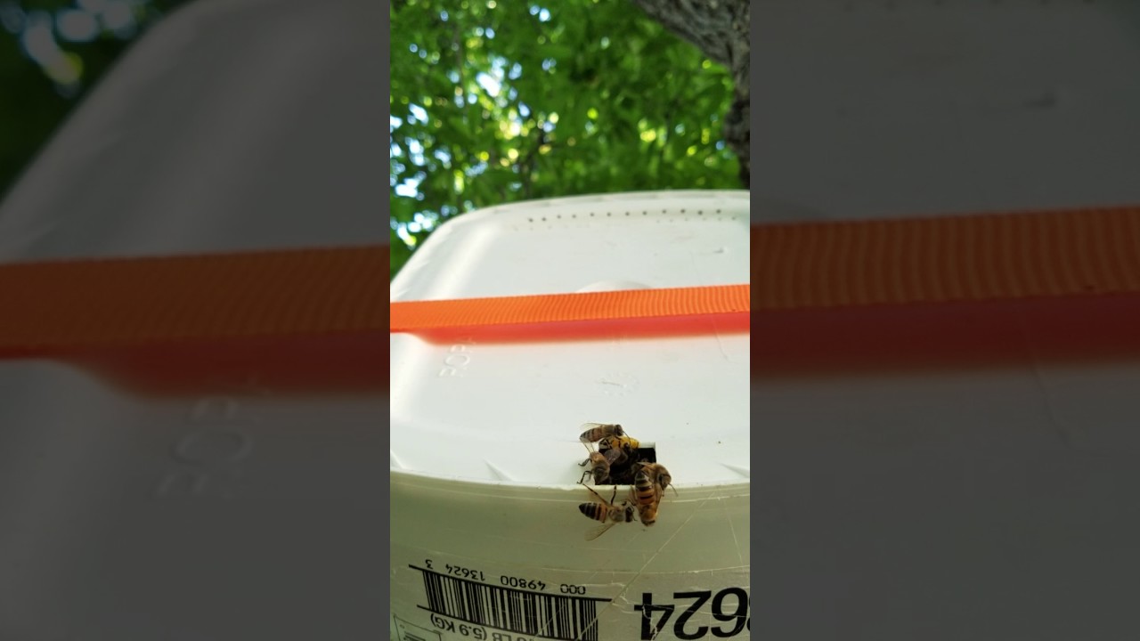 Low budget honeybee swarm trap