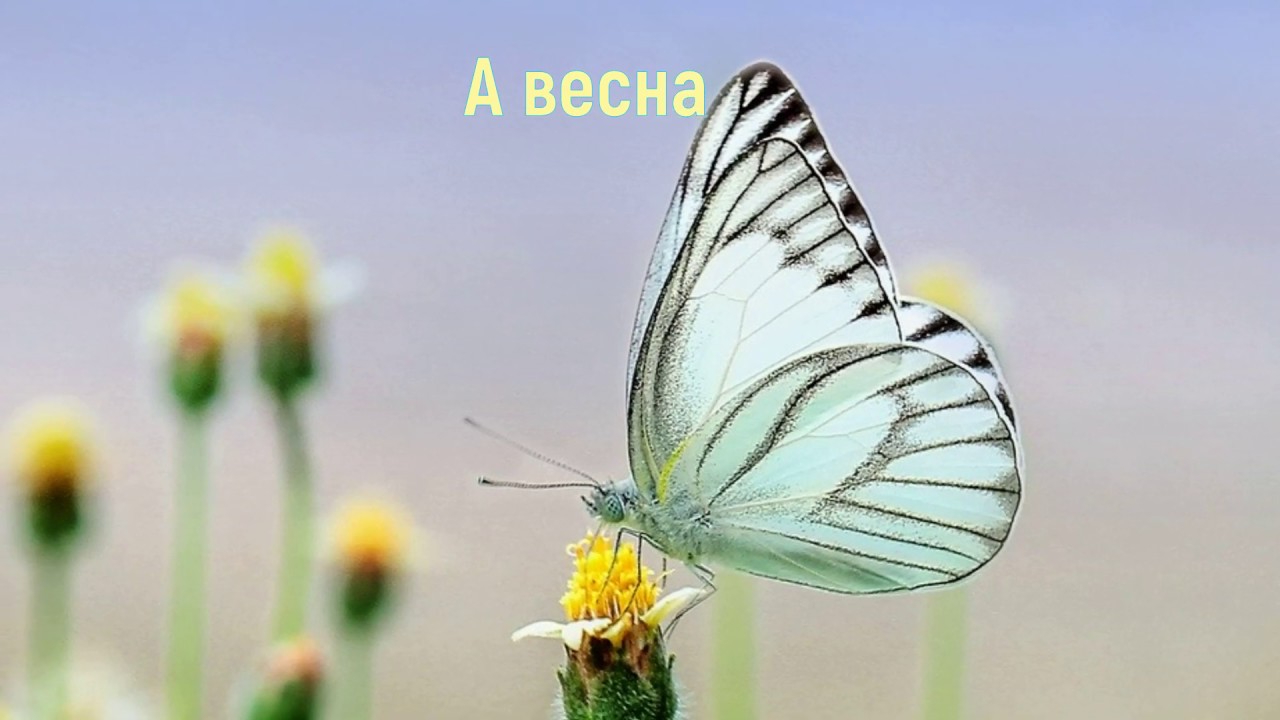 А весна   2020