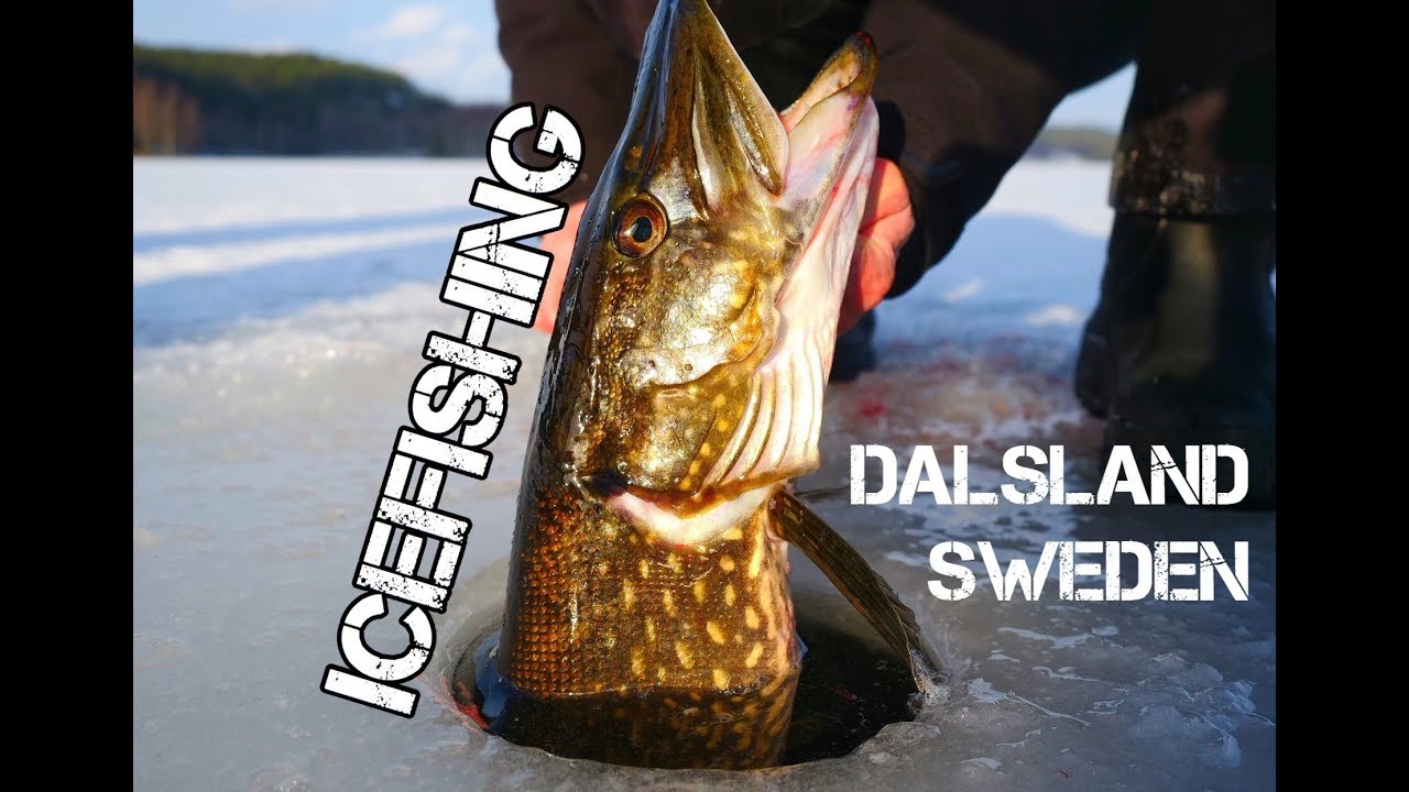 Ice fishing for pike in Dalsland, Sweden