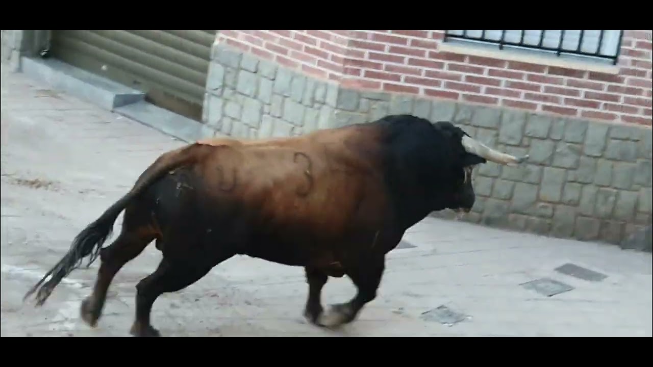 Festejos Populares Museros 2024.Toros Cerriles Ganaderia D.Santiago Domecq.12/10