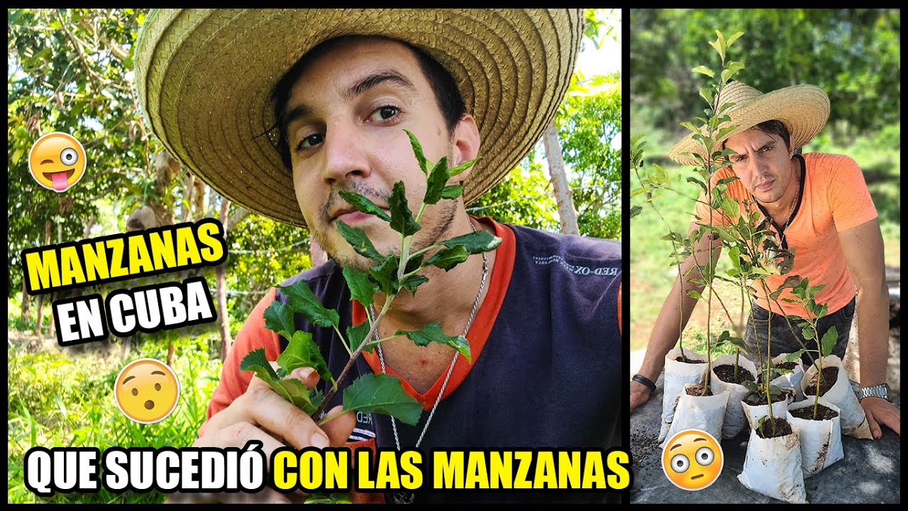 Manzana CLIMA TROPICAL. CUBA. COMO TRASPLANTAR CORRECTAMENTE. Manzano de SEMILLA.