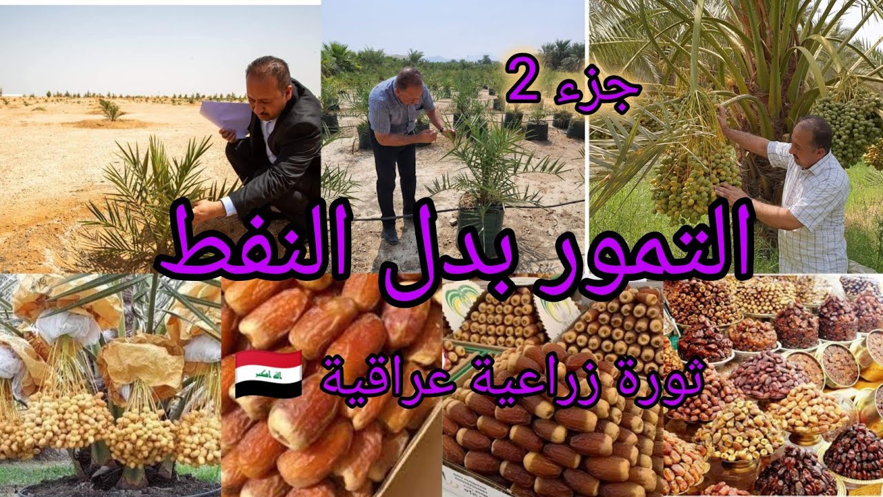 ثورة زراعية قادمة بالعراق 🇮🇶 زراعة النخيل والحل التمور بدل النفط في شركة البشير العالمية للنخيل جزء2