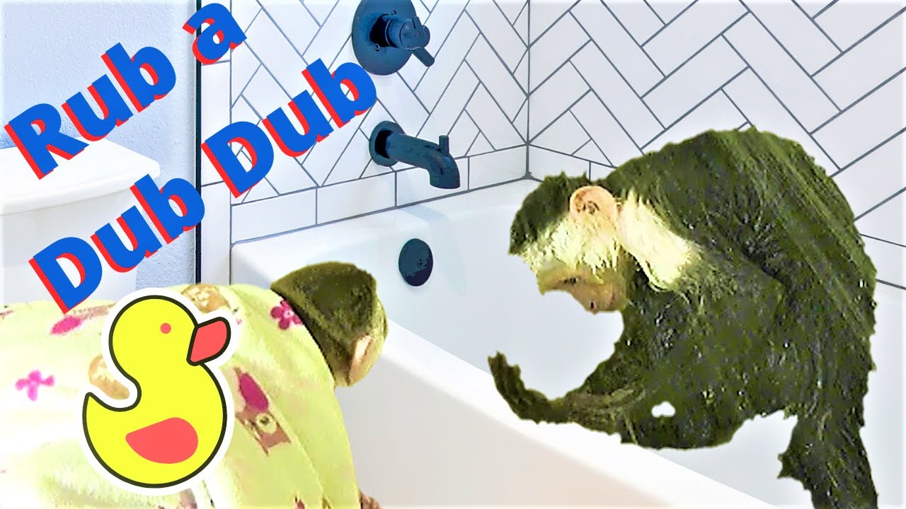Baby Monkey Sees Big Sister Take a Shower