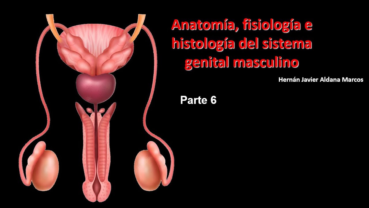 Sistema Genital masculino. Parte 6. 2024