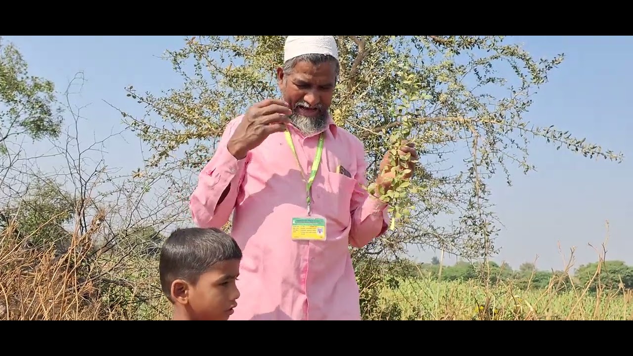 ಎಲ್ಲಾ ಕಾಯಿಲೆಗಳಿಗೂ ರಾಮಬಾಣ ಇಂಗಳದ ಕಾಯಿ ಇಂಗಾಲದ ಕಾಯಿ ಉಪಯೋಗಗಳು 