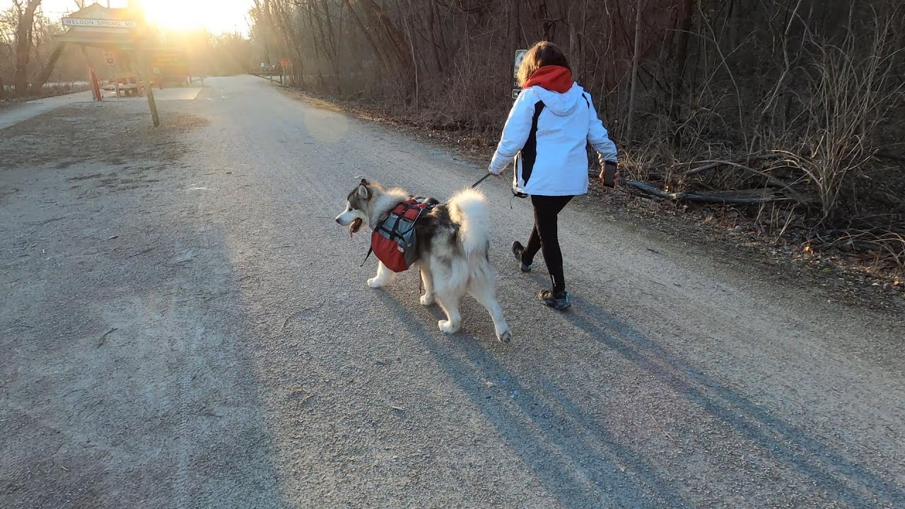 Hiking 10 Miles with Our Alaskan Malamute: Our Story of Adventure and Bonding!