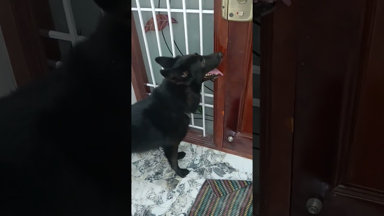 my boy shadows 