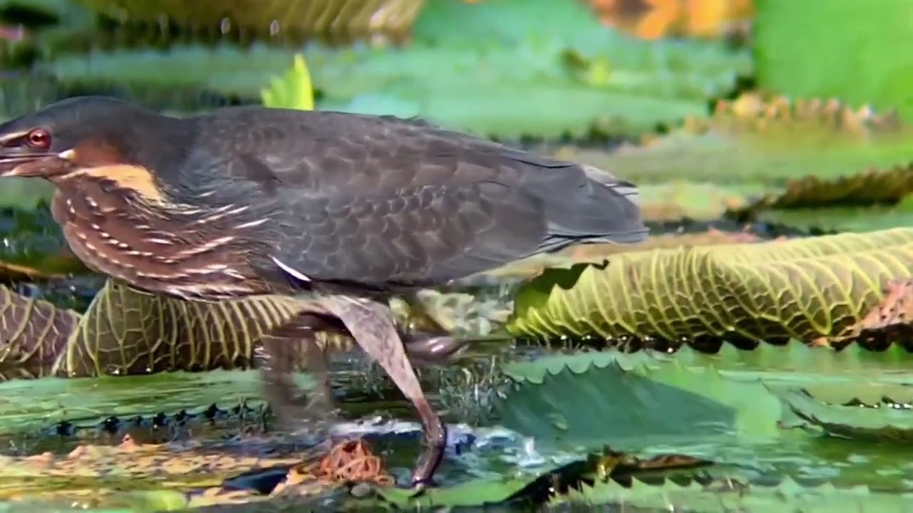 Black Bittern pacing