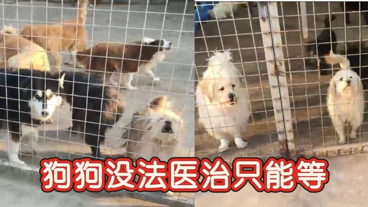 2026-2-13 Aunt He from Tianjin and her stray dog 狗狗生病了，没办法治疗，这次真的只能等死了。