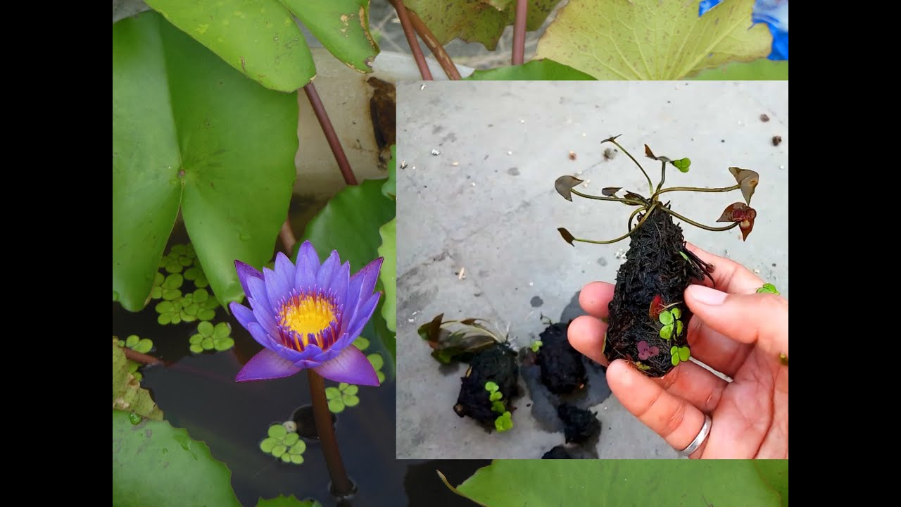 Water lily plant ke sath hone wali sabse bade problem /Dormancy ke bad water lily kyu grow nae hota?