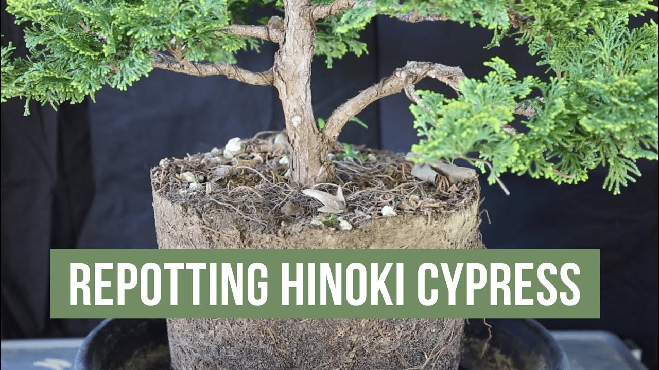 HOW TO MOVE A BONSAI TO A SMALLER POT